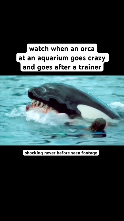 Disturbing video of Orca attacking trainer