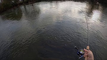 Chub Fishing on the Float