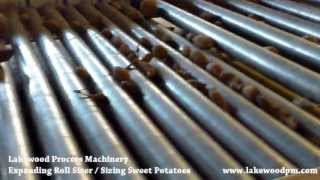 Sizing Sweet Potatoes on Lakewood Process Machinery's EXR Sizer