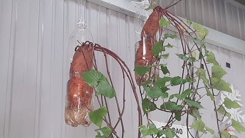 CÁCH TRỒNG CỦ KHOAI LANG TRONG NƯỚC ĐƠN GIẢN @TÒNG VĨ TV