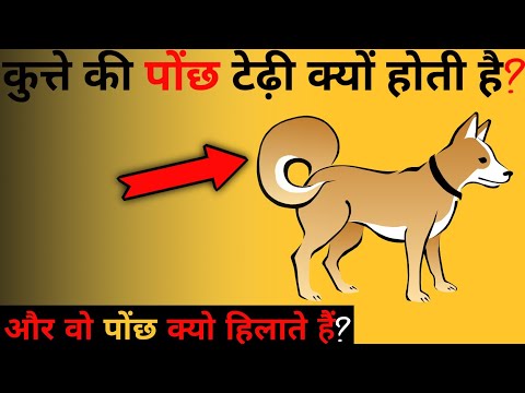 वीडियो: कुत्ते अपनी पूंछ के पीछे क्यों पड़े रहते हैं?