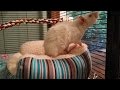 Critter Nation and Ferret Nation cage tours