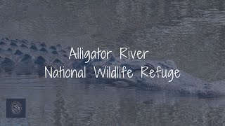 Alligator River National Wildlife Refuge - NC