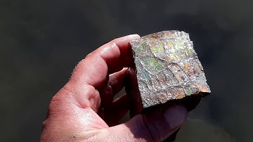 Alberta Fossil Family Ammolite Hunting