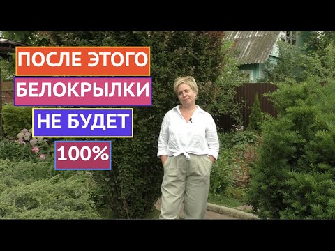 РАБОЧИЕ СПОСОБЫ ИЗБАВЛЕНИЯ ОТ БЕЛОКРЫЛКИ!