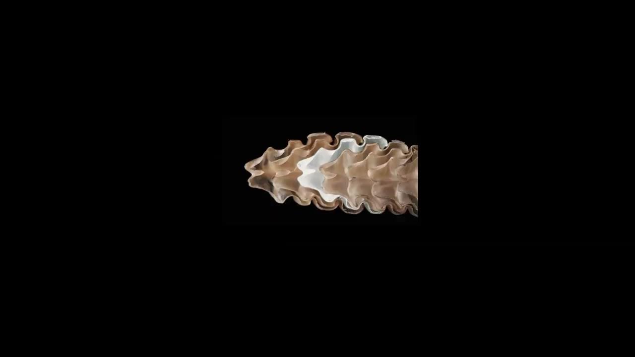How Rattlesnake Rattles Make Sound - YouTube