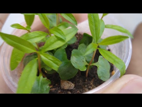 Vídeo: Propagação da árvore de romã - Dicas sobre como cultivar uma árvore de romã a partir de mudas