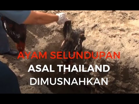Ayam Selundupan Asal Thailand Dimusnahkan di Aceh