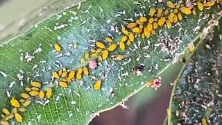 This Oleander plant is going to be sucked dry by these aphids, scale insects and mealy bugs!! screenshot 5