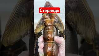 Стерлядь горячего копчения и хариус в Новосибирске! Рыба горячего копчения! Выход из цеха🚀 #россия