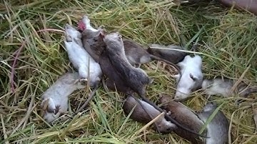 Cắt lúa miền tây bắt chuột đồng nướng ăn ngoài đồng ngon tuyệt