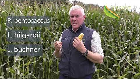 Preharvest maize with MAGNIVA Platinum Maize Elite | Michael Cleary