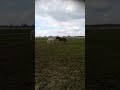 April 2019 - Capi mit Koppelpartner!!! Teil 1 von 5 April 2019 - Capi mit Koppelpartner!!! Teil 1 von 5