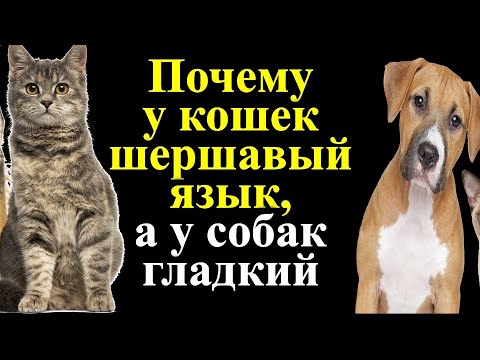 Почему у кошек шершавый язык, а у собак гладкий