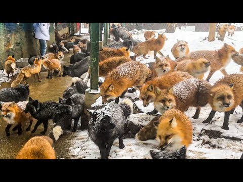 Video: 16 Foxy Tilbehør Hver Shiba Lover skal have