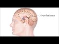Brain Rap for Anatomy Wisco Winter 2016