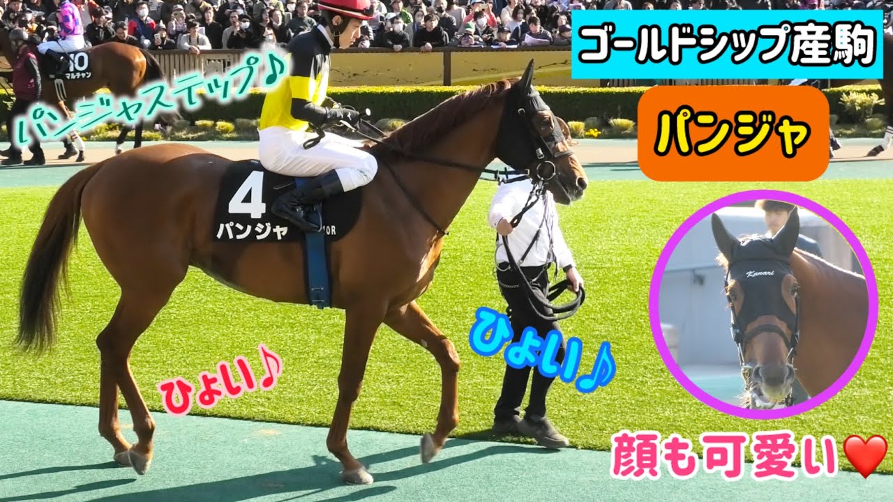 【ゴールドシップ産駒】５歳初戦！パンジャステップもひょいひょい♪今年こそOP入りしたい！パンジャ