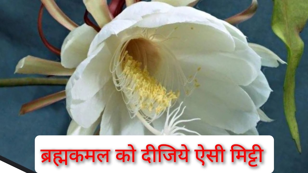 How To Grow Lucky Plant Brahm Kamal how-to-grow-lucky-plant-brahm-kamal