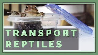 How to Travel with / Transport Reptiles in Your Car