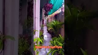 agriculture animals farmlife farm farmer rain rainyweather islamabad rawalpindi plants