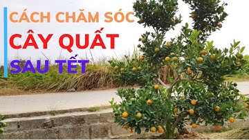 Cách Trồng Lại Quất Sau Tết (Tết Sau Sai Trĩu Quả) | Chăm Sóc Cây Quất Sau Tết Hiệu Quả
