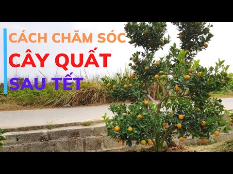 Cách Trồng Lại Quất Sau Tết (Tết Sau Sai Trĩu Quả) | Chăm Sóc Cây Quất Sau Tết Hiệu Quả mới 2023