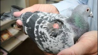 Salmonella in pigeon racing causes and treatment, السالمونيلا في الحمام الزاجل أسبابها وعلاجها