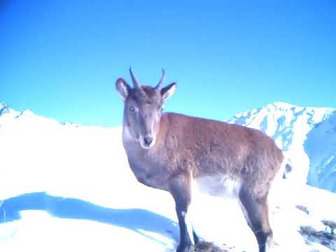 ჯიხვი თუშეთის ეროვნულ პარკში | Tusheti National Park
