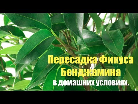 Пересадка фикуса