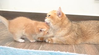 Kitten Coffee wakes up and goes to find the mother cat to drink milk.