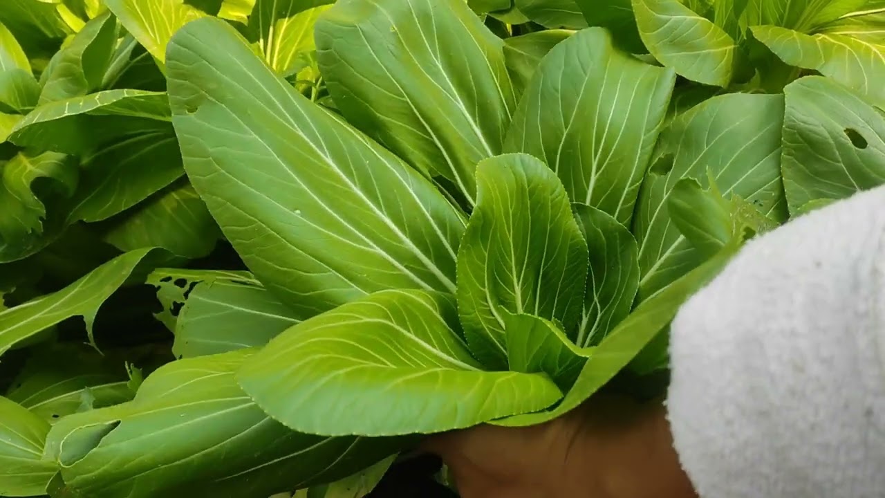 Bountiful garden harvest