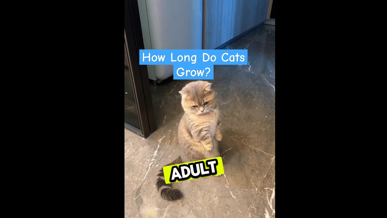 How Long Do Cats Grow? Facts Every Cat Lover Should Know! 