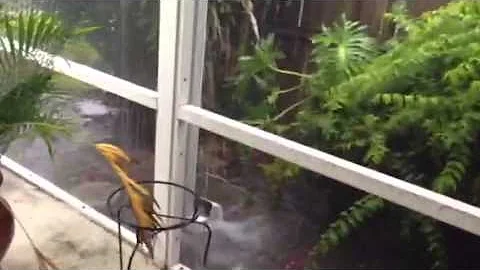 Rain in Merritt island