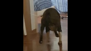 Dog Reacts To The Invisible Challenge Try Not To Laugh