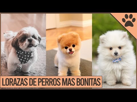 Video: Las 10 razas de perros más esponjosas