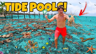 Finding CREEPY Sea Creatures in SHALLOW TIDE POOLS!!