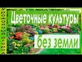 РАССАДА ИПОМЕИ,НАСТУРЦИИ,ДУШИСТОГО ГОРОШКА И КЛЕЩЕВИНЫ БЕЗ ЗЕМЛИ!