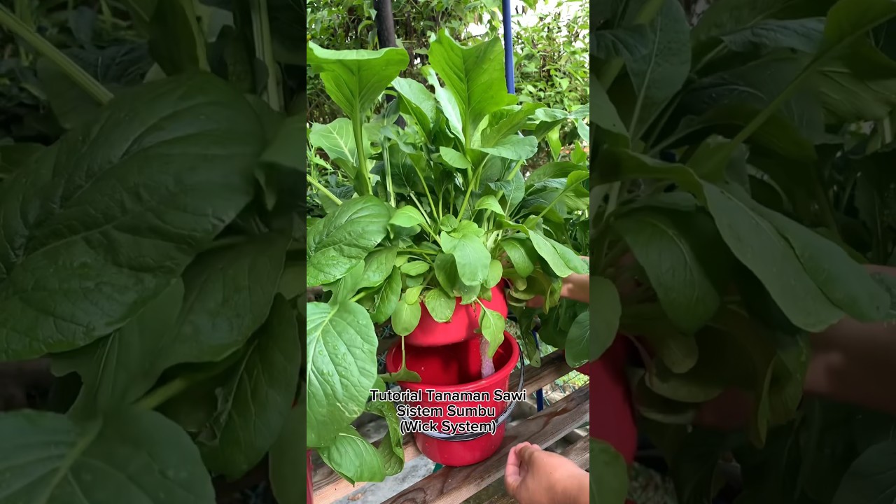 Easy and Quick Tips for Growing Mustard Greens.