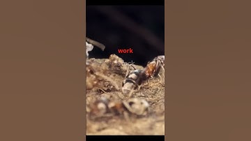 Swarm Intelligence: Nature