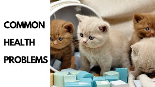 Cat Care 101: Understanding and Preventing Common Health Problems