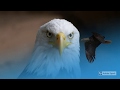  25 amazing pictures of           eagles 