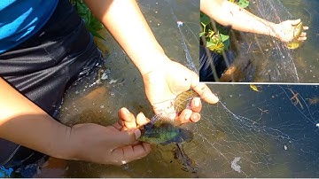 Cận Cảnh Thả Luới Bắt Cá Rô Cá Sặc | Trải Ngiệm Thật Thú Vị | Cá Rô Đồng Mũm Mĩm