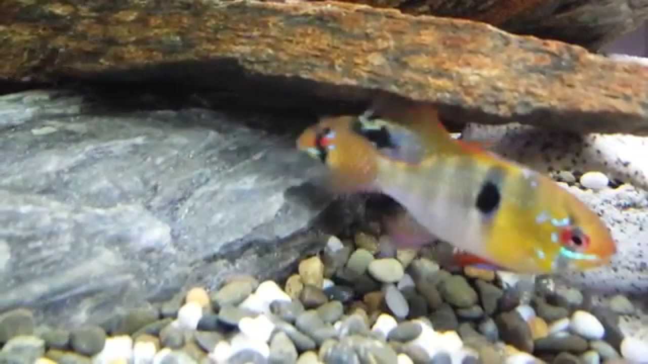 Ramfry German blue ram fry - YouTube