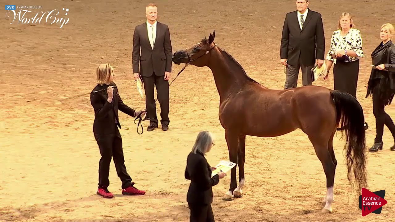 N.216 RD MARCIENA - LAS VEGAS 2019 - Arabian World Cup Senior Mares ATH (Class 103).mp4
