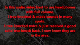 Yowie Tree Knock Response