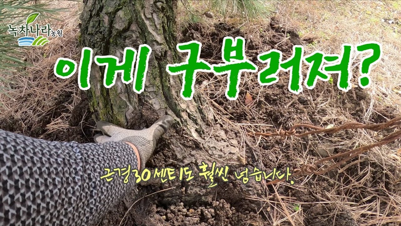 [소나무 개작] 굵은 나무는, 어르고 달래고 기다려주면서 천천히 작업해야 합니다.