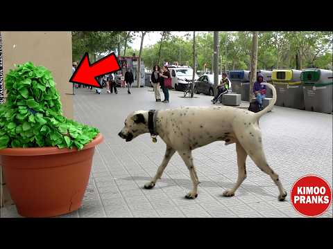 Bushman Prank: Funny