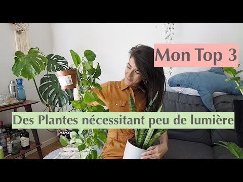 Vidéo: Les ficus ont-ils besoin de lumière ?