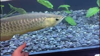 Settingan Aquascape Untuk Ikan Predator (Arwana dan Palmas)