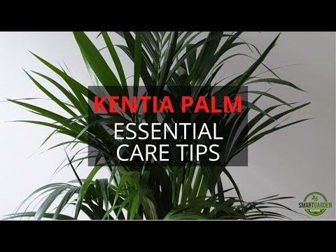 Video: Kentia palmedyrkning – pleje af Kentia palme indendørs